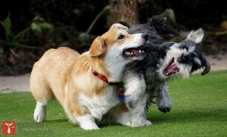 Pets playing